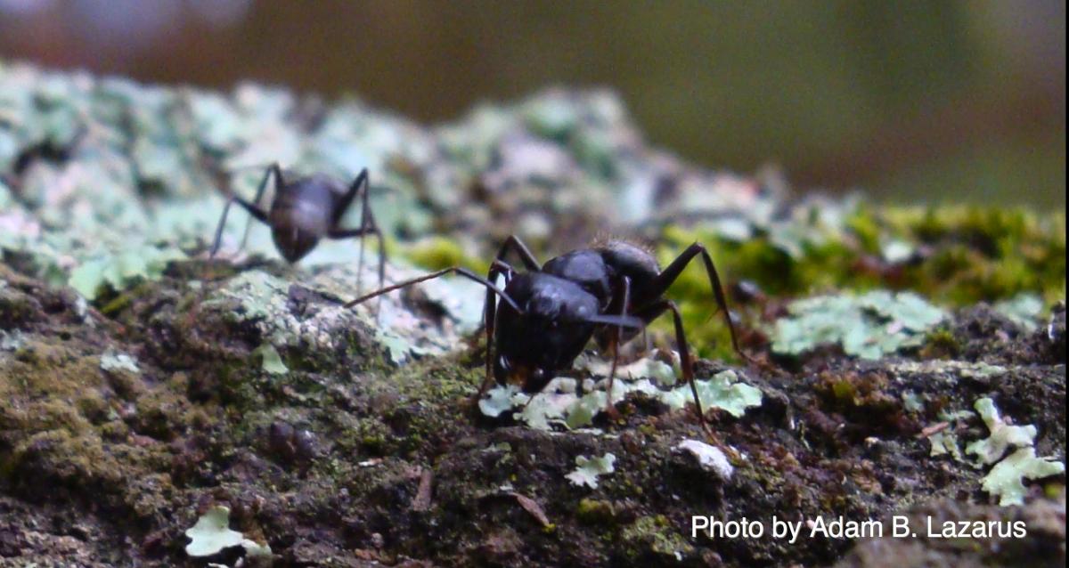 carpenter ant